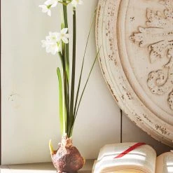 Raz Paperwhite Bulb, Set Of 2