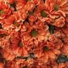 TheHolidayBarn.com Orange Mum Bunch New!