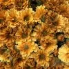 TheHolidayBarn.com Golden Yellow Mum Bunch New!